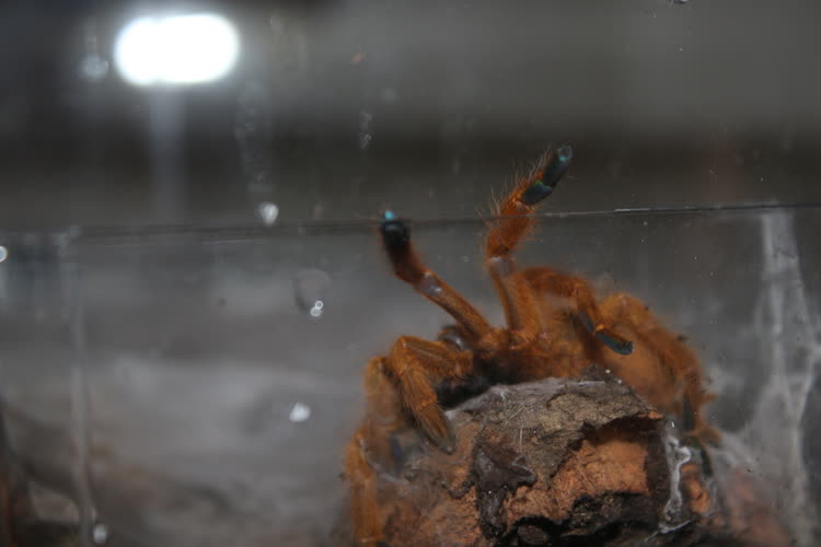 blue little foot pads =)