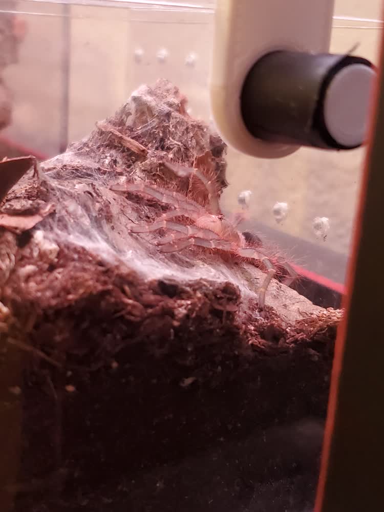 Stretching his new (and still soft) exoskeleton out (angle 2)