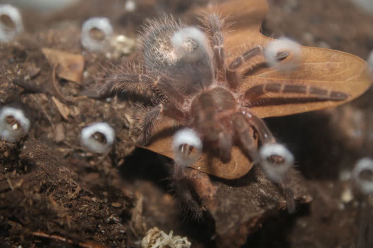 I don't know what that gold patch on his abdomen is